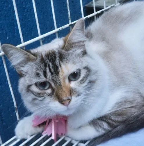 Gato raça SRD-ViraLata idade 7 a 11 meses nome MORGANA MIX