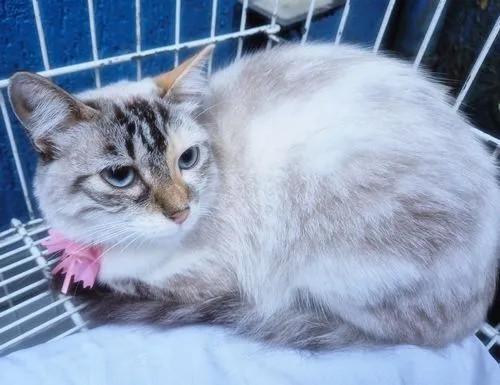 Gato raça SRD-ViraLata idade 7 a 11 meses nome MORGANA MIX