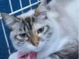 MORGANA MIX