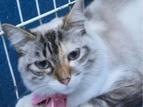 Gato raça SRD-ViraLata idade 7 a 11 meses nome MORGANA MIX