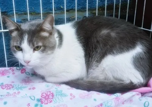Gato raça SRD-ViraLata idade 7 a 11 meses nome CLAUDIO BLUE