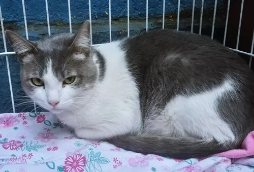 Gato raça SRD-ViraLata idade 7 a 11 meses nome CLAUDIO BLUE