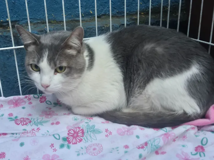 Gato raça SRD-ViraLata idade 7 a 11 meses nome CLAUDIO BLUE