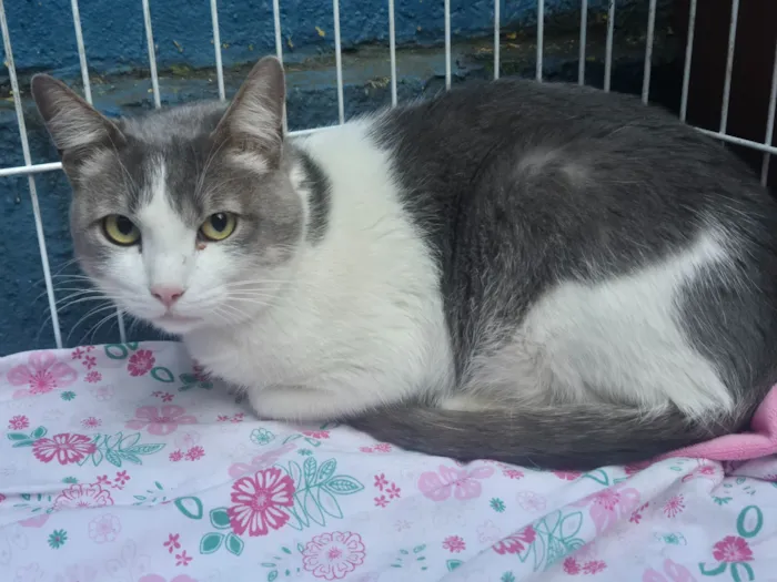 Gato raça SRD-ViraLata idade 7 a 11 meses nome CLAUDIO BLUE