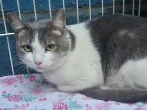 Gato raça SRD-ViraLata idade 7 a 11 meses nome CLAUDIO BLUE