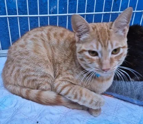 Gato raça SRD-ViraLata idade 2 a 6 meses nome TOM YELLOW