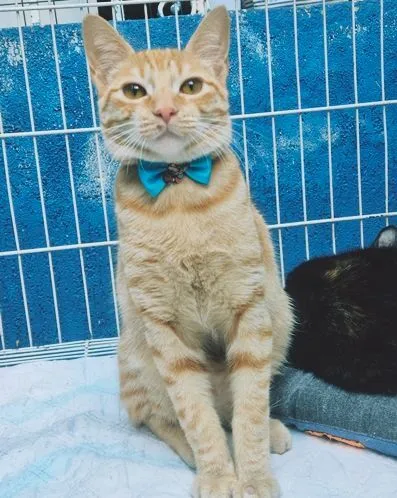 Gato raça SRD-ViraLata idade 2 a 6 meses nome TOM YELLOW