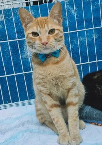 Gato raça SRD-ViraLata idade 2 a 6 meses nome TOM YELLOW