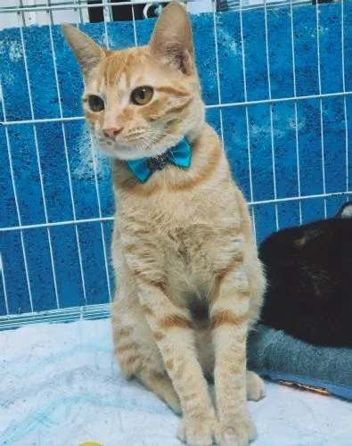 Gato raça SRD-ViraLata idade 2 a 6 meses nome TOM YELLOW