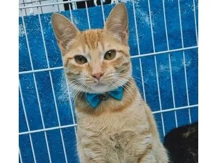 Gato raça SRD-ViraLata idade 2 a 6 meses nome TOM YELLOW