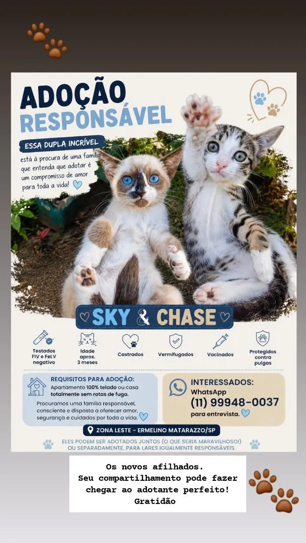 Gato raça SRD-ViraLata idade 2 a 6 meses nome Sky & Chase