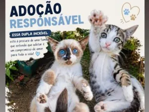 Gato raça SRD-ViraLata idade 2 a 6 meses nome Sky & Chase