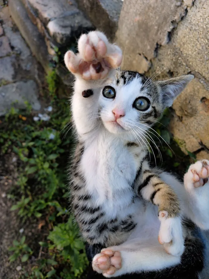Gato raça SRD-ViraLata idade 2 a 6 meses nome Sky & Chase