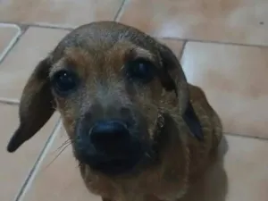 Cachorro raça SRD-ViraLata idade 2 a 6 meses nome ?