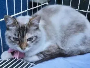 Gato raça SRD-ViraLata idade 7 a 11 meses nome MORGANA MIX