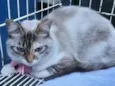 MORGANA MIX