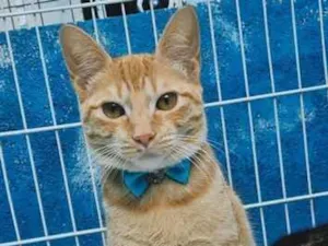 Gato raça SRD-ViraLata idade 2 a 6 meses nome TOM YELLOW