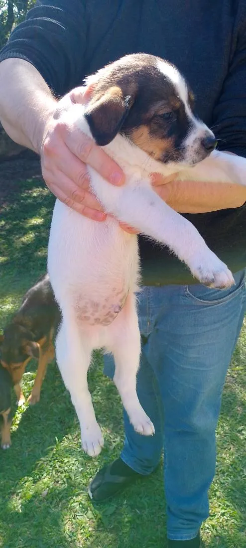Cachorro raça SRD-ViraLata idade Abaixo de 2 meses nome Bebês Snoopy, Thor, Teddy e a menina Cacau