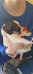 Bebês Snoopy, Thor, Teddy e a menina Cacau