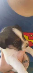 Bebês Snoopy, Thor, Teddy e a menina Cacau