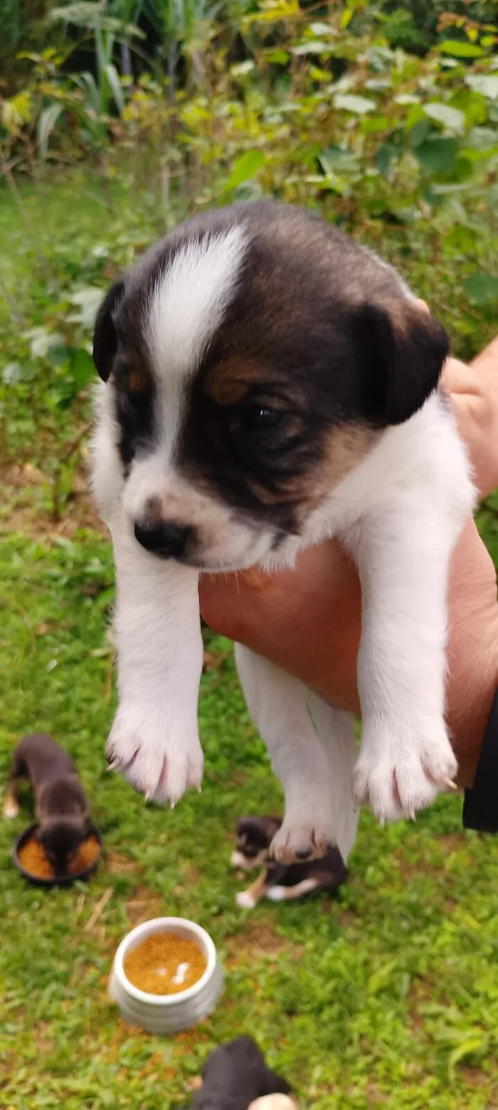 Cachorro raça SRD-ViraLata idade Abaixo de 2 meses nome Bebês Snoopy, Thor, Teddy e a menina Cacau