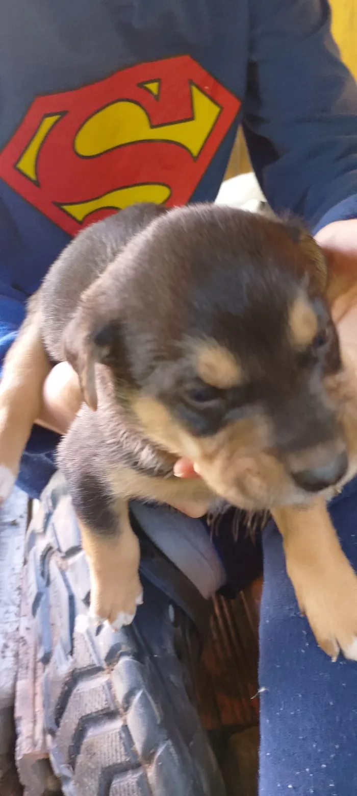 Cachorro raça SRD-ViraLata idade Abaixo de 2 meses nome Bebês Snoopy, Thor, Teddy e a menina Cacau