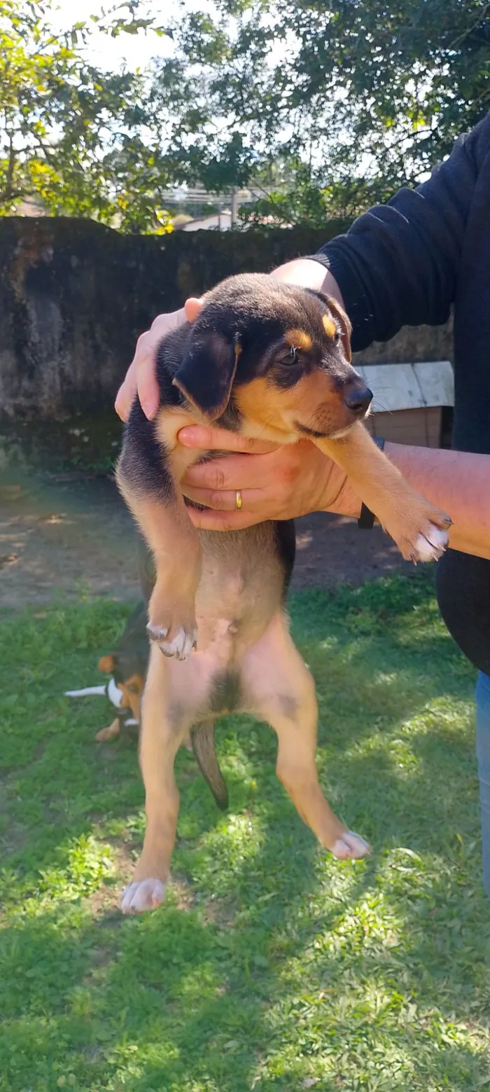 Cachorro raça SRD-ViraLata idade Abaixo de 2 meses nome Bebês Snoopy, Thor, Teddy e a menina Cacau