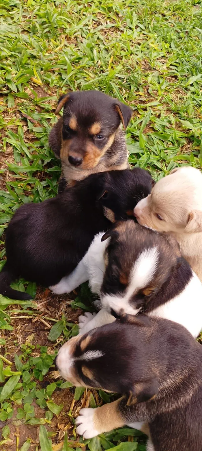 Cachorro raça SRD-ViraLata idade Abaixo de 2 meses nome Bebês Snoopy, Thor, Teddy e a menina Cacau