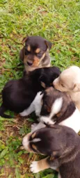 Bebês Snoopy, Thor, Teddy e a menina Cacau
