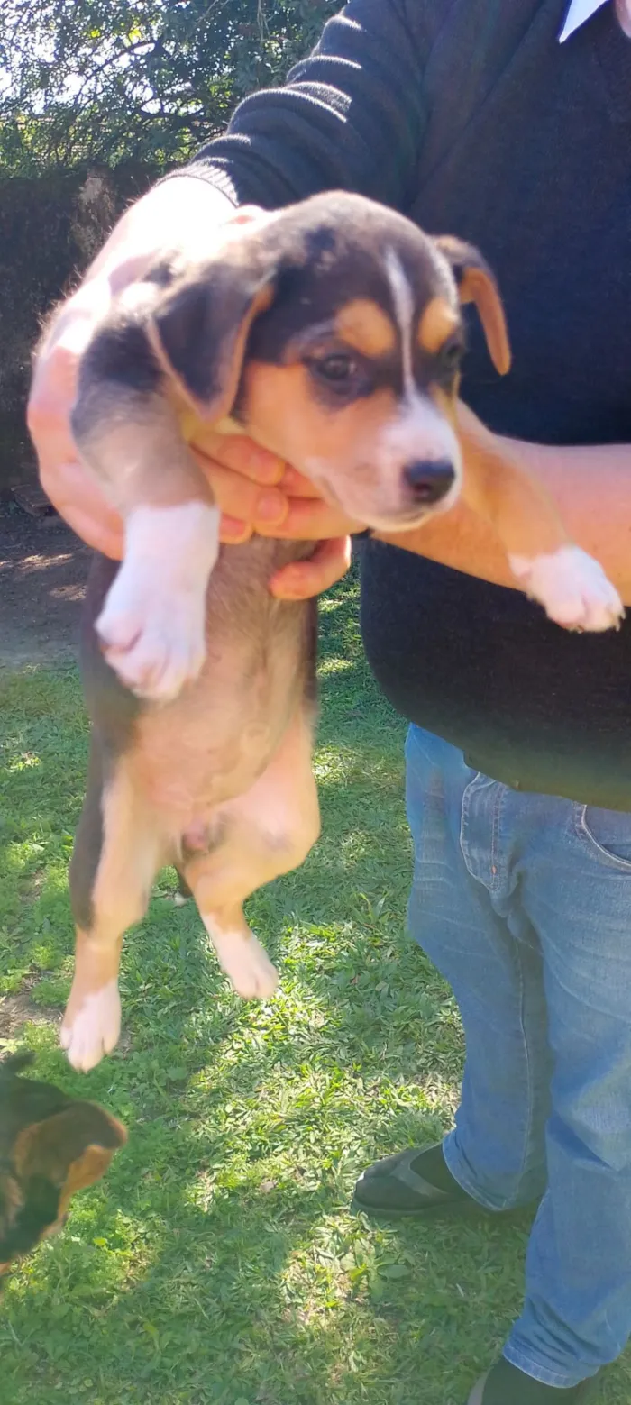 Cachorro raça SRD-ViraLata idade Abaixo de 2 meses nome Bebês Snoopy, Thor, Teddy e a menina Cacau