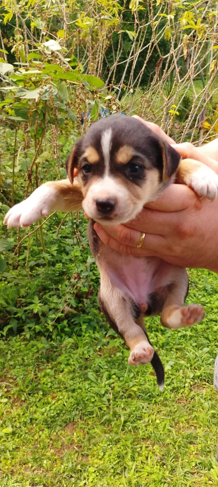 Cachorro raça SRD-ViraLata idade Abaixo de 2 meses nome Bebês Snoopy, Thor, Teddy e a menina Cacau