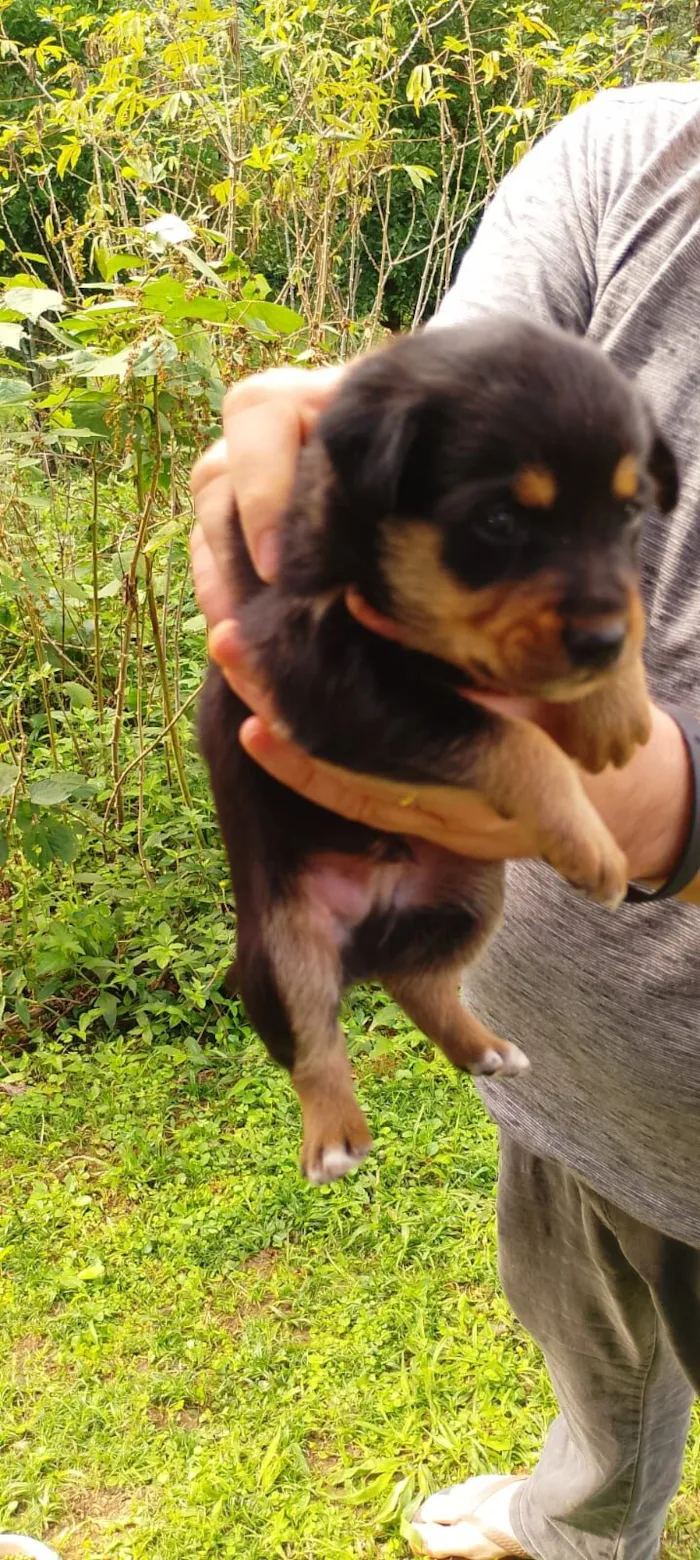 Cachorro raça SRD-ViraLata idade Abaixo de 2 meses nome Bebês Snoopy, Thor, Teddy e a menina Cacau