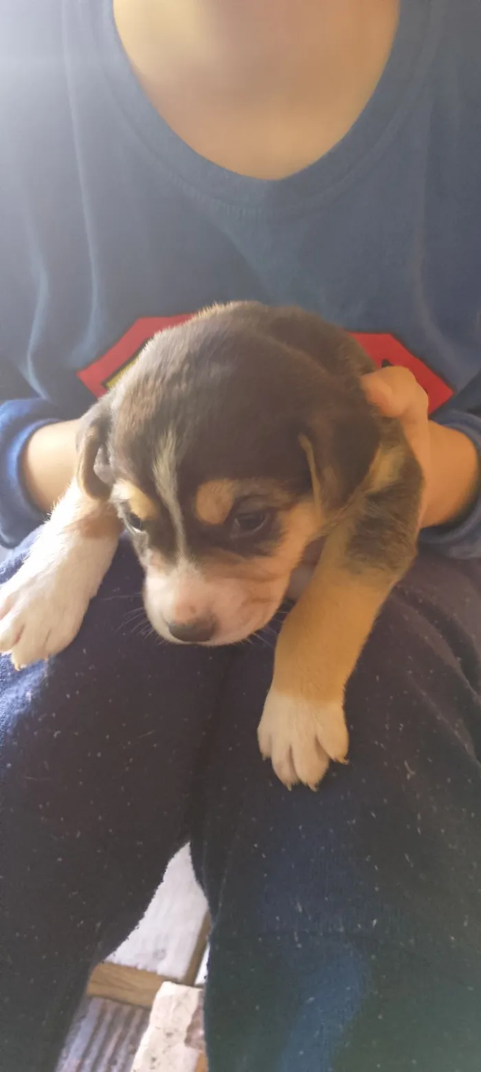 Cachorro raça SRD-ViraLata idade Abaixo de 2 meses nome Bebês Snoopy, Thor, Teddy e a menina Cacau