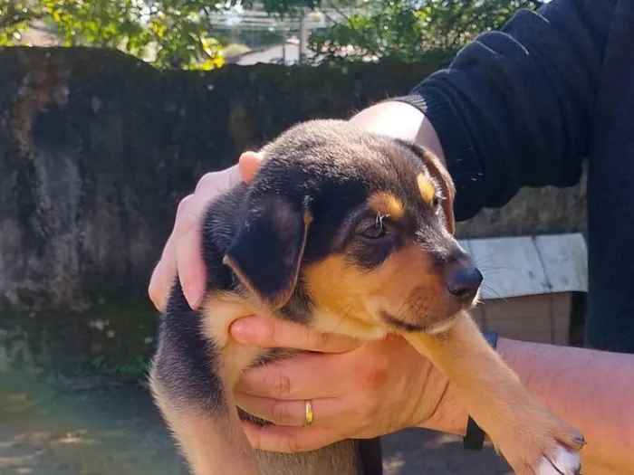 Cachorro raça SRD-ViraLata idade Abaixo de 2 meses nome Bebês Snoopy, Thor, Teddy e a menina Cacau