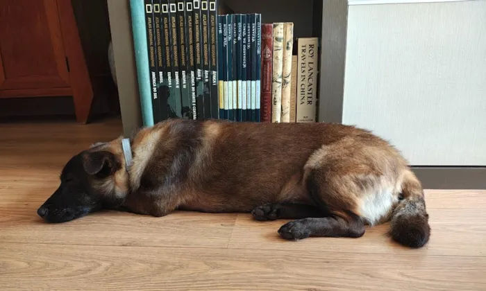 Cachorro raça SRD-ViraLata idade 4 anos nome Black