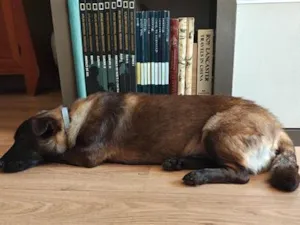 Cachorro raça SRD-ViraLata idade 4 anos nome Black