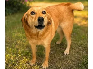 Cachorro raça SRD-ViraLata idade 2 anos nome Mel