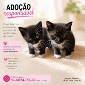 Gato raça SRD-ViraLata idade 2 a 6 meses nome Gatinhos 