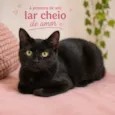 Gatinhos 