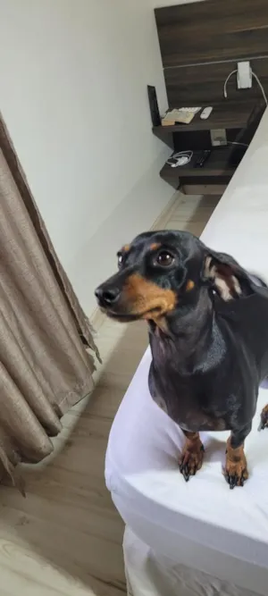 Cachorro raça SRD-ViraLata idade 3 anos nome Skye