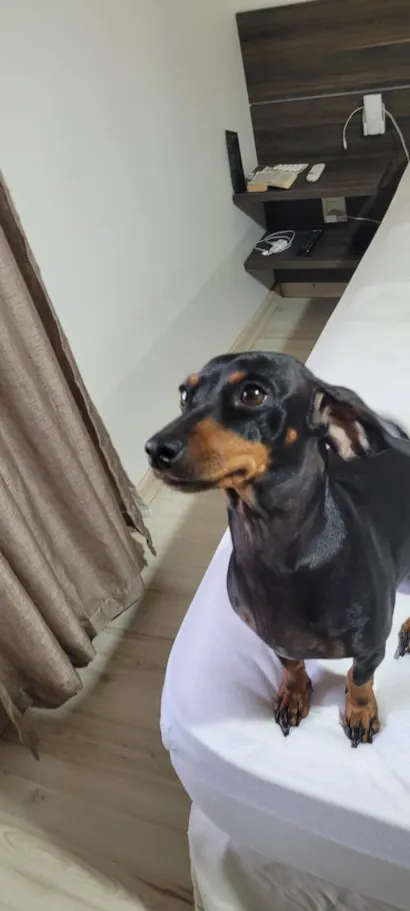 Cachorro raça SRD-ViraLata idade 3 anos nome Skye