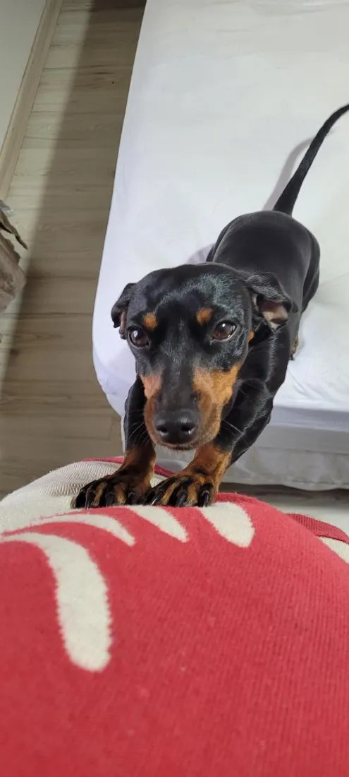 Cachorro raça SRD-ViraLata idade 3 anos nome Skye