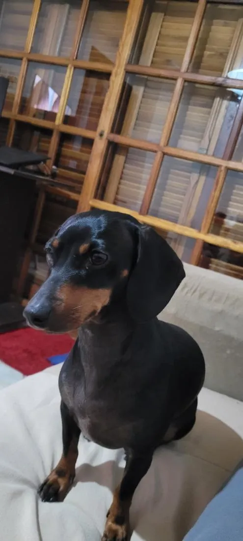Cachorro raça SRD-ViraLata idade 3 anos nome Skye