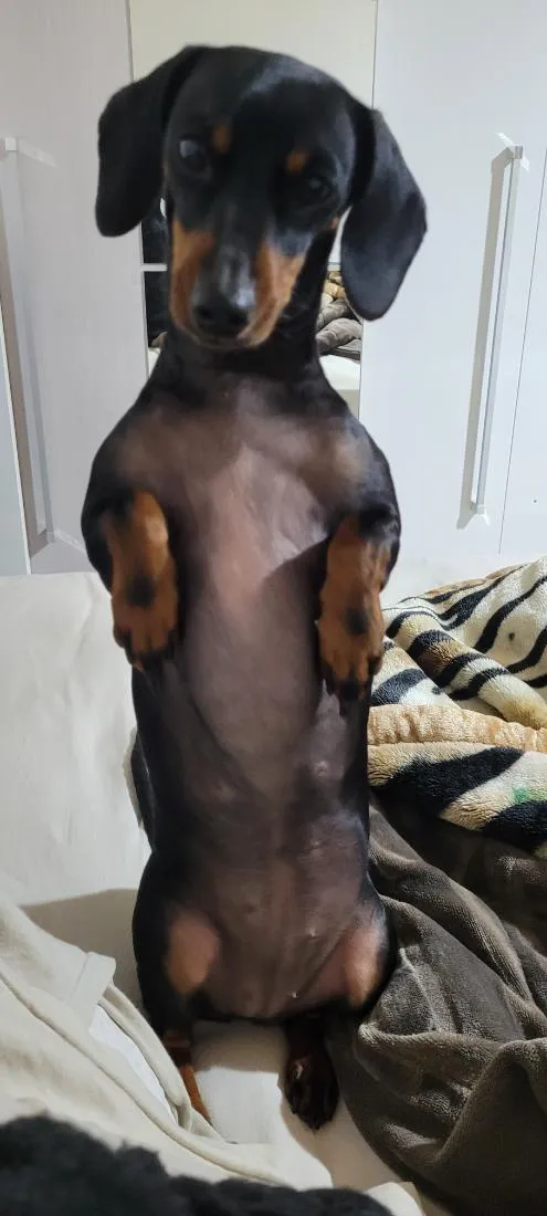 Cachorro raça SRD-ViraLata idade 3 anos nome Skye