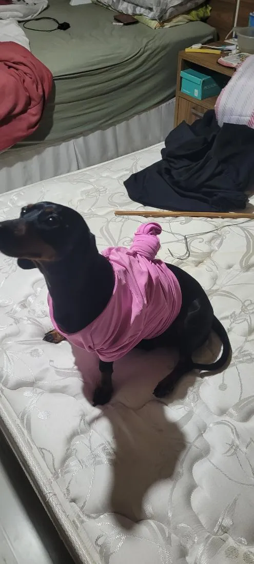 Cachorro raça SRD-ViraLata idade 3 anos nome Skye