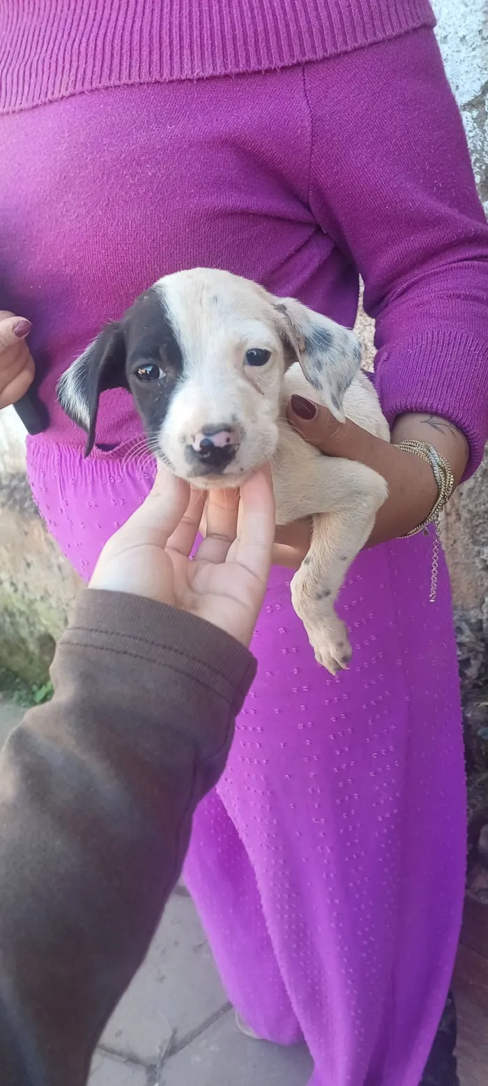 Cachorro raça SRD-ViraLata idade Abaixo de 2 meses nome Pirata
