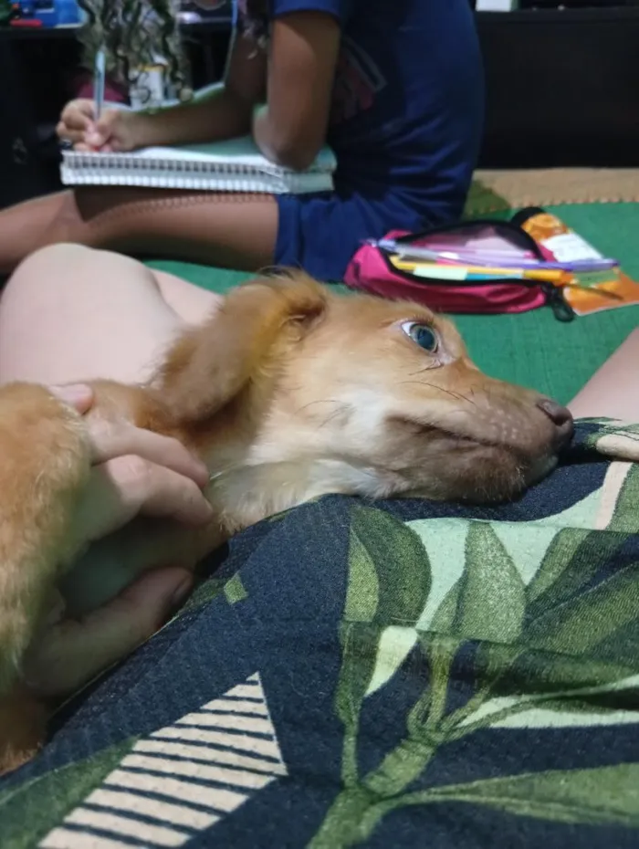 Cachorro raça SRD-ViraLata idade 2 a 6 meses nome galego 