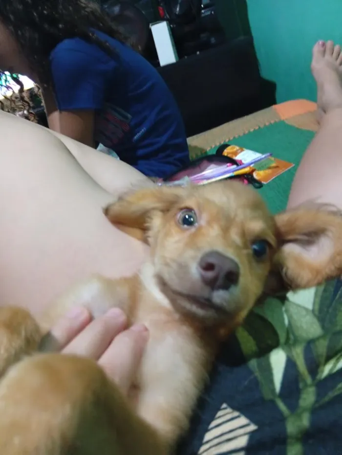 Cachorro raça SRD-ViraLata idade 2 a 6 meses nome galego 