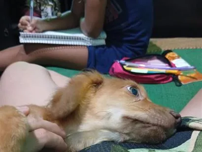 Cachorro raça SRD-ViraLata idade 2 a 6 meses nome galego 