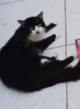 Timão